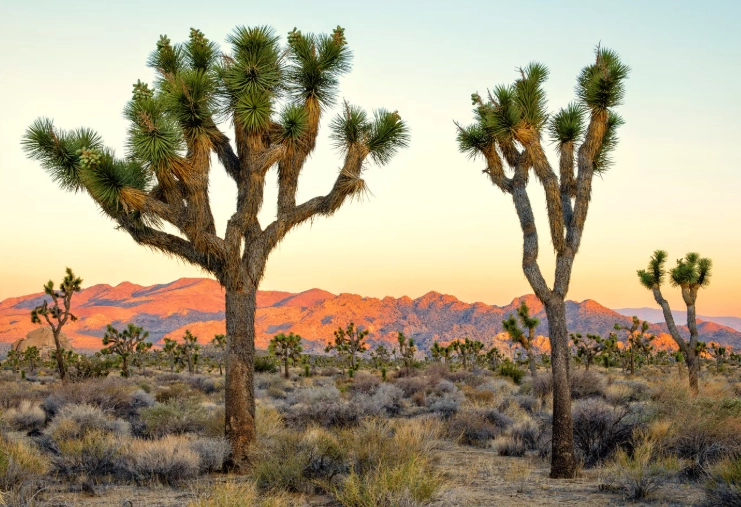 best hikes Joshua Tree best hikes Joshua Tree