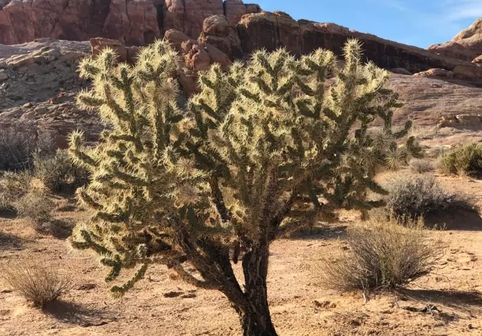 Arizona cactus types Arizona cactus types
