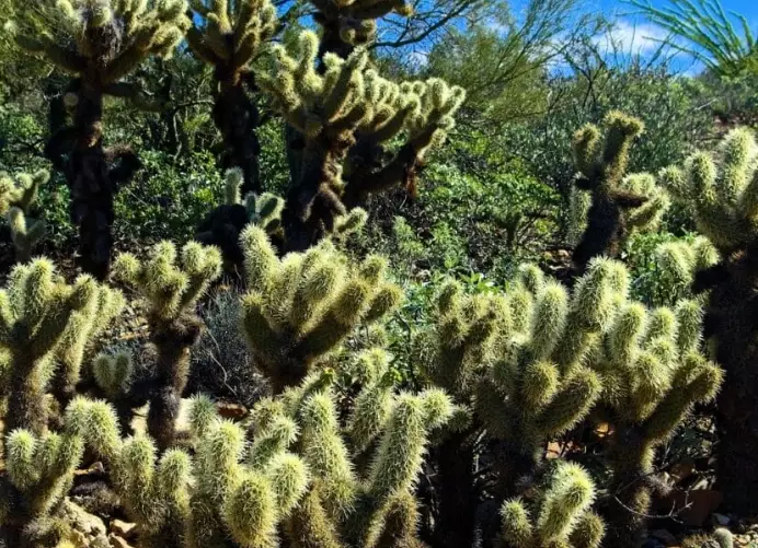 types of cactus in Arizona types of cactus in Arizona