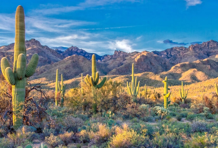 American Southwest Desert Guide: Survival, Parks & Hidden Gems