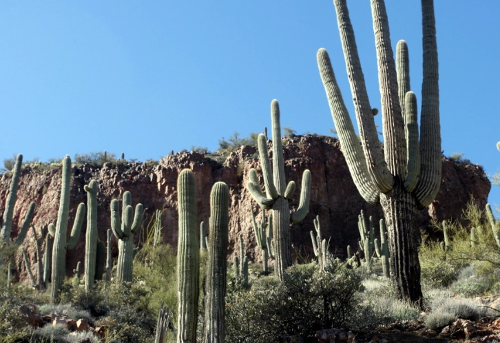 Sonoran Desert cacti Sonoran Desert cacti