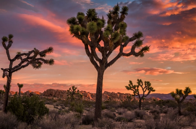 Joshua Tree National Park camping Joshua Tree National Park camping