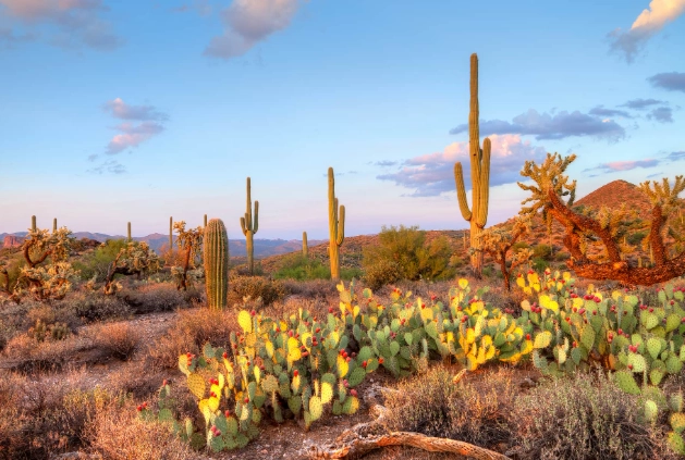 Tonto National Forest