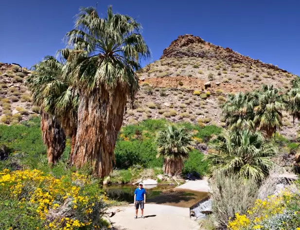 Palm Springs oasis Palm Springs oasis