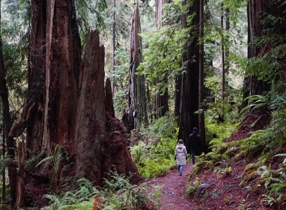 easy redwood trails easy redwood trails