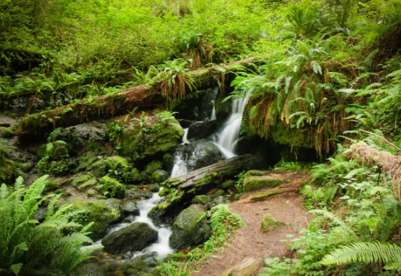 Trillium Falls Trail: A Complete Guide to Hiking in Redwood National Park