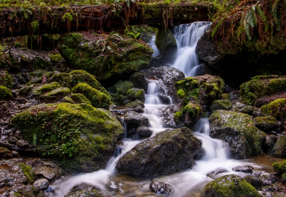 easy redwood trails easy redwood trails