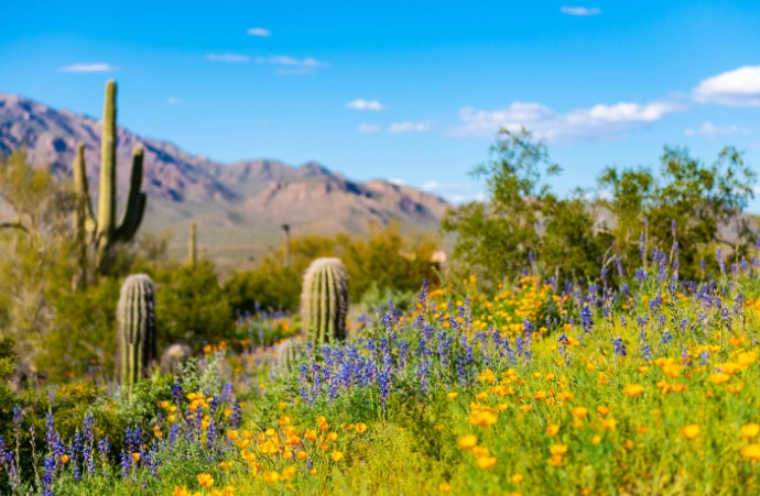 arizona wildflower season