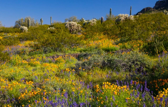 best places to see wildflowers in arizona