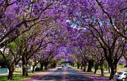 Grafton NSW travel Grafton NSW travel