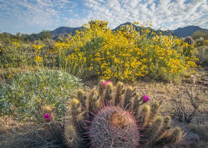 arizona desert flowers