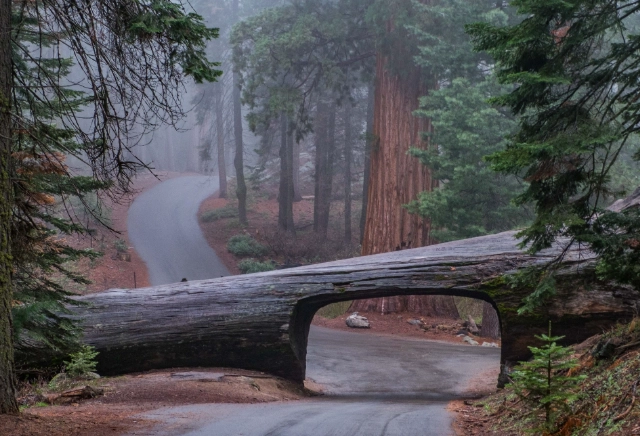 Sequoia hiking trails