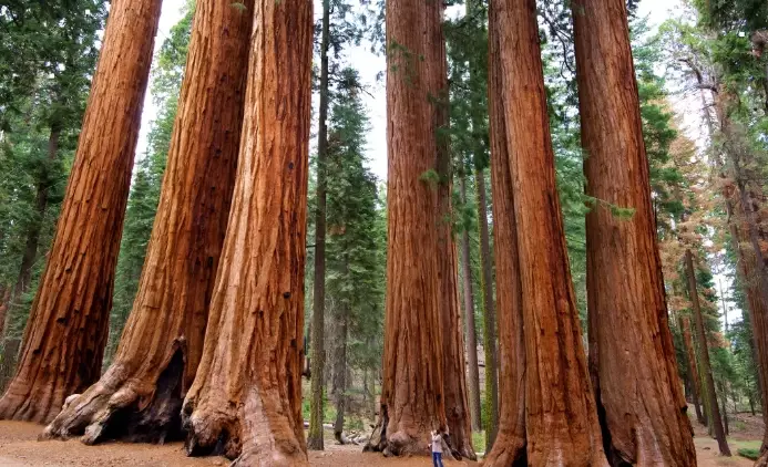 Kings Canyon and Sequoia