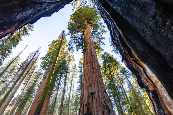 Ultimate Guide to Sequoia National Park: Giants, Hikes & Trip Planning