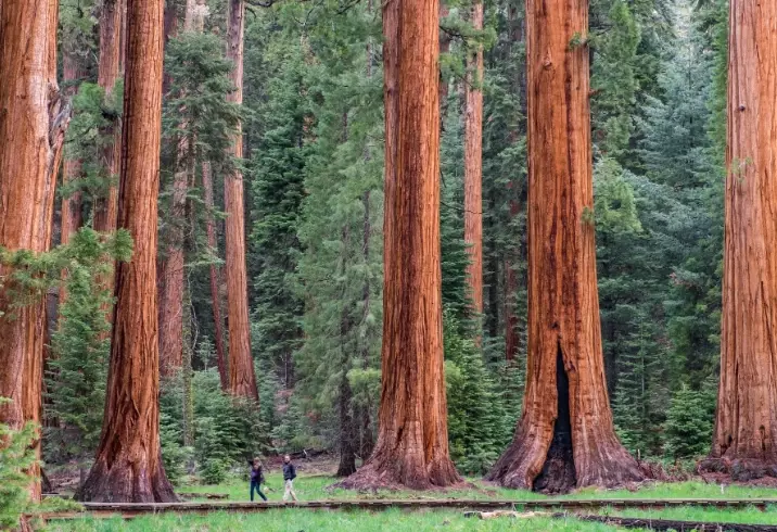 Kings Canyon and Sequoia