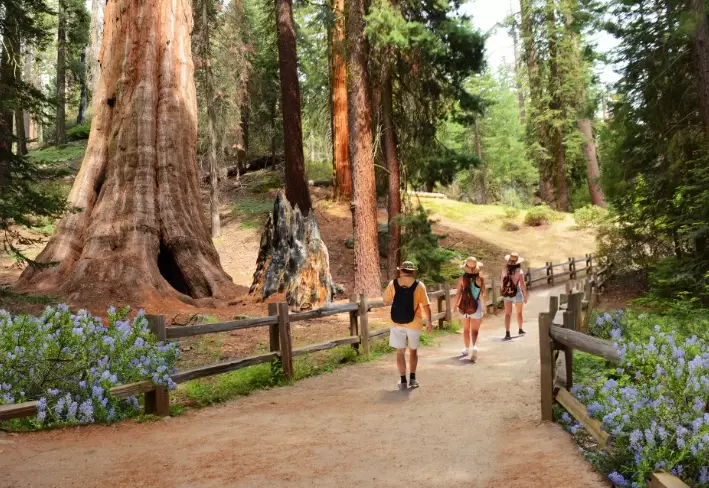 Sequoia hiking trails