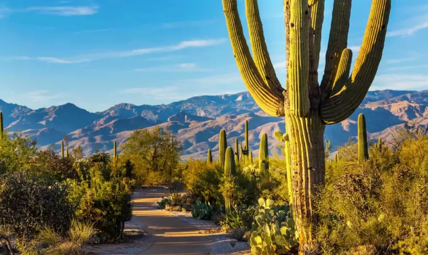 arizona cactus species arizona cactus species