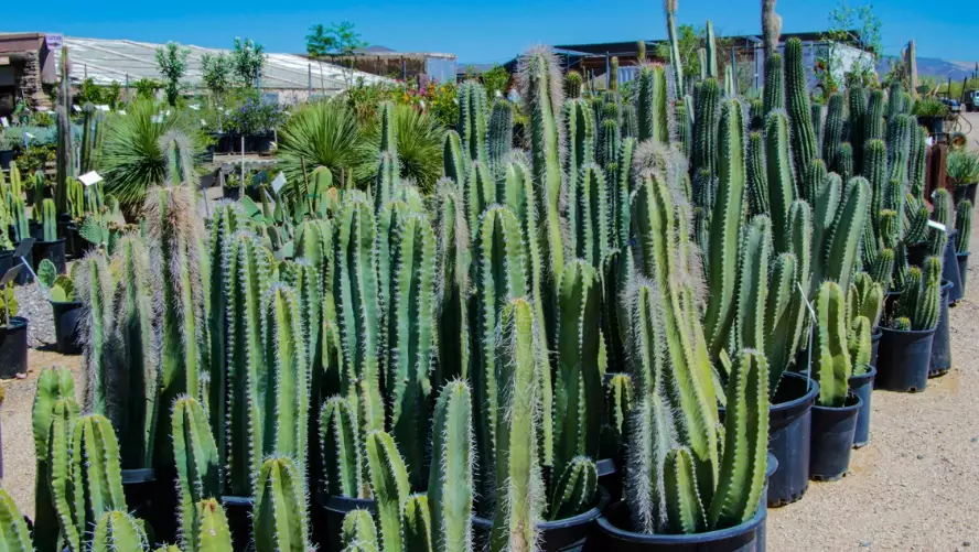 identify arizona cactus identify arizona cactus