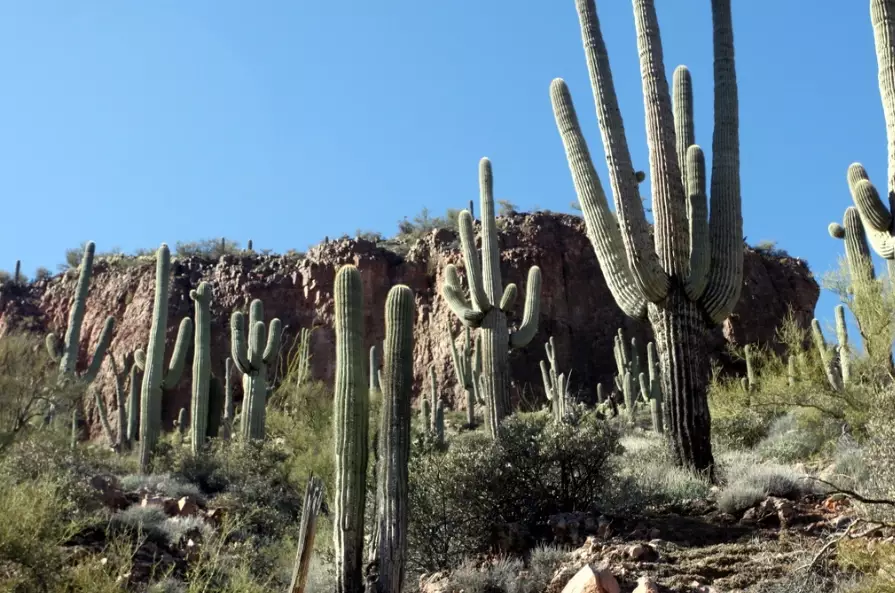 saguaro cactus saguaro cactus