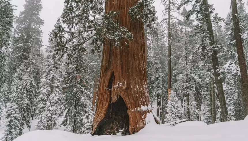 sequoia crowds