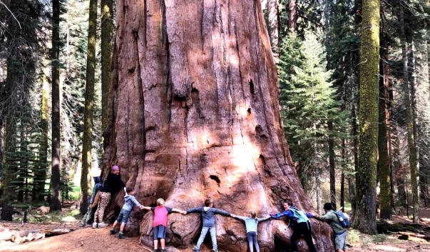 visit Sequoia without reservation