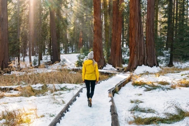 winter in Sequoia winter in Sequoia