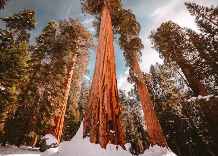 Sequoia day pass