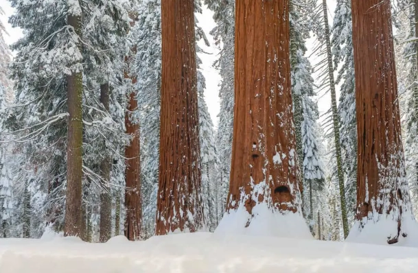 Sequoia winter activities Sequoia winter activities