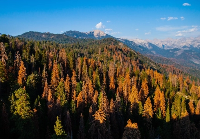 visit Sequoia without reservation