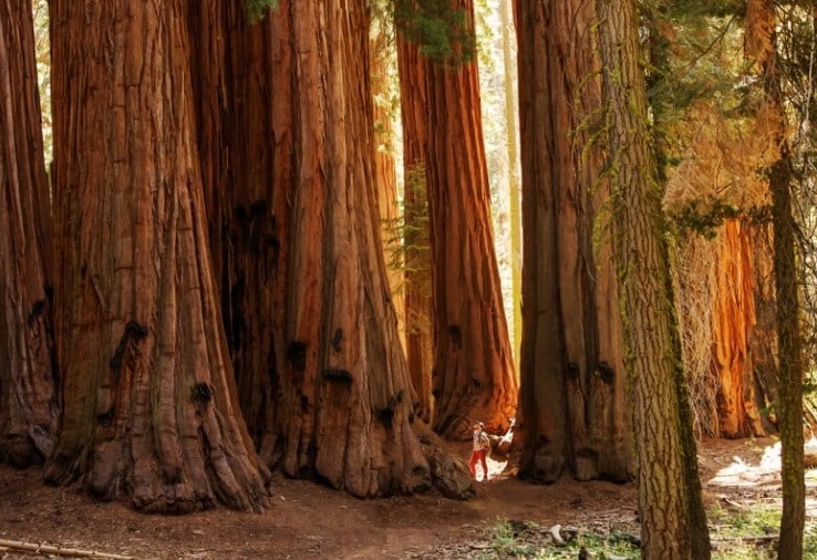 Sequoia National Park reservation