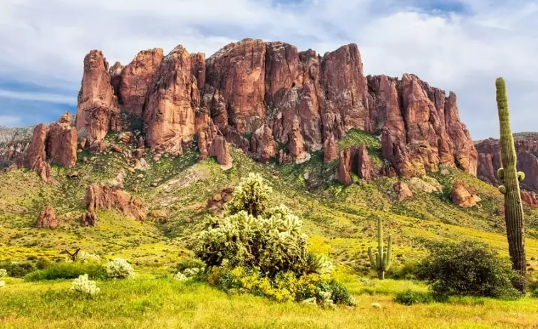 black bears in Arizona