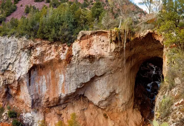Tonto National Forest bears