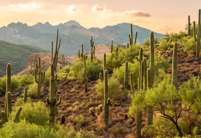 Are There Bears in Tonto National Forest? Your Complete Safety & Wildlife Guide