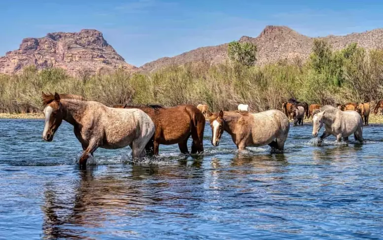 black bears in Arizona