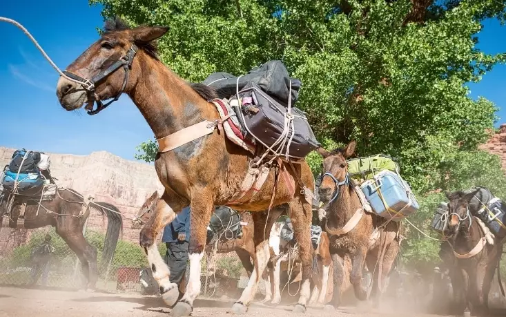 Hualapai visitor permit