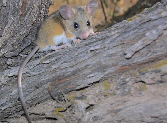 Arizona New Mexico Climate Arizona New Mexico Climate