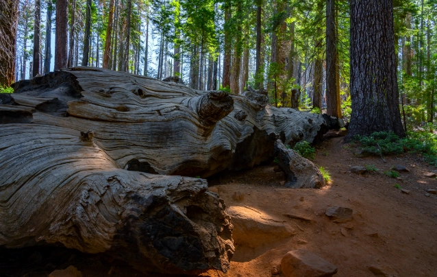 Tuolumne Grove giant sequoias