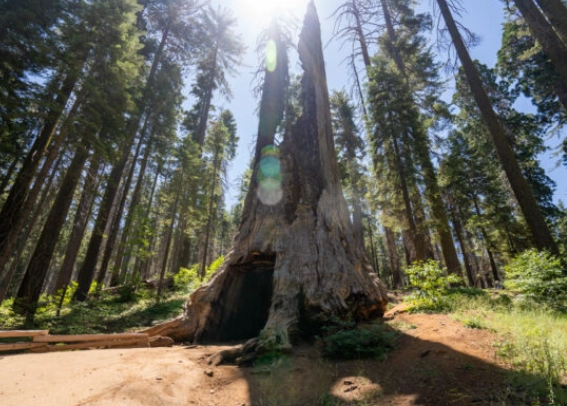 Tuolumne Grove vs Mariposa Grove