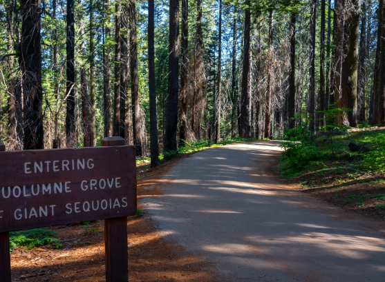 Tuolumne Grove vs Mariposa Grove