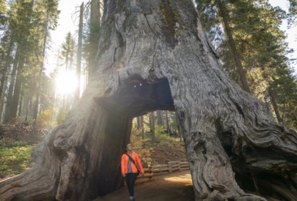 Tuolumne Grove of Giant Sequoias: Your Complete Guide to Hiking & Visiting