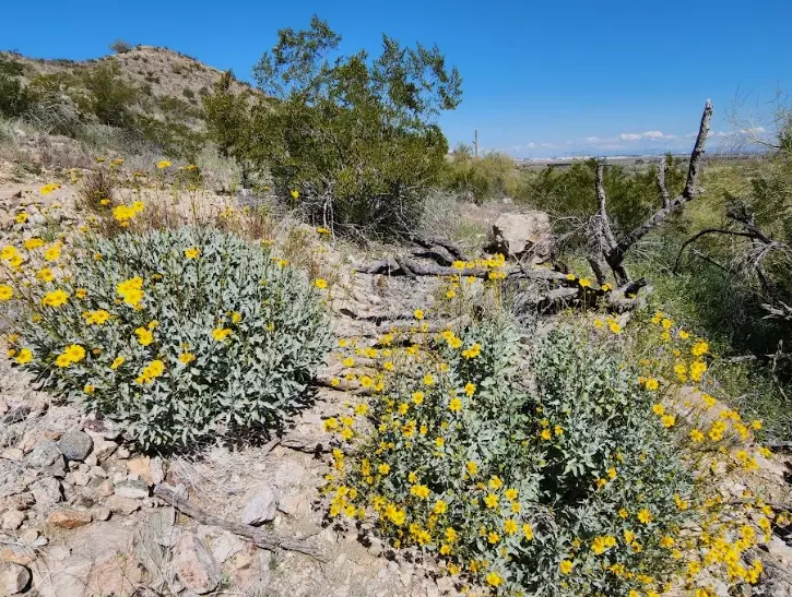 Estrella Mountain hiking trails