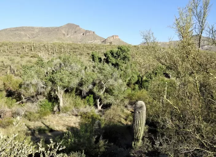 Jewel of the Creek Preserve Florida