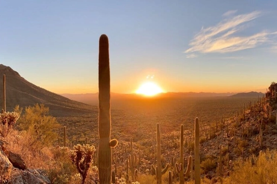 Saguaro West: Your Complete Guide to Visiting Tucson's Cactus Forest