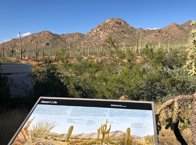 hiking saguaro west