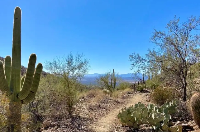 saguaro cactus forest