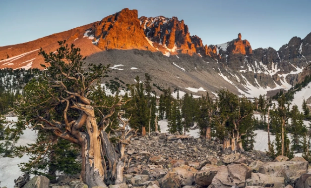 Wheeler Peak summit hike