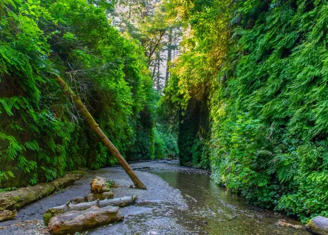 fern canyon california