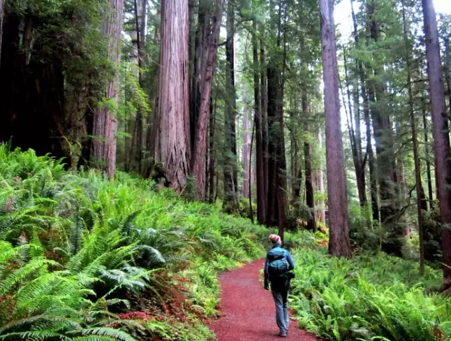 fern canyon hiking trail
