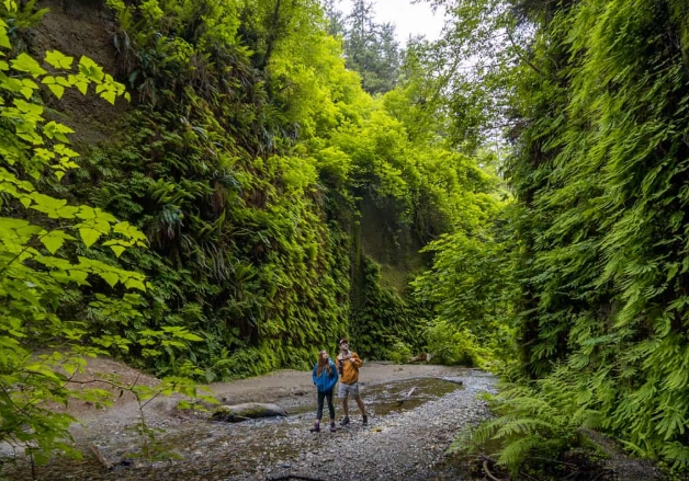 fern canyon redwood national park