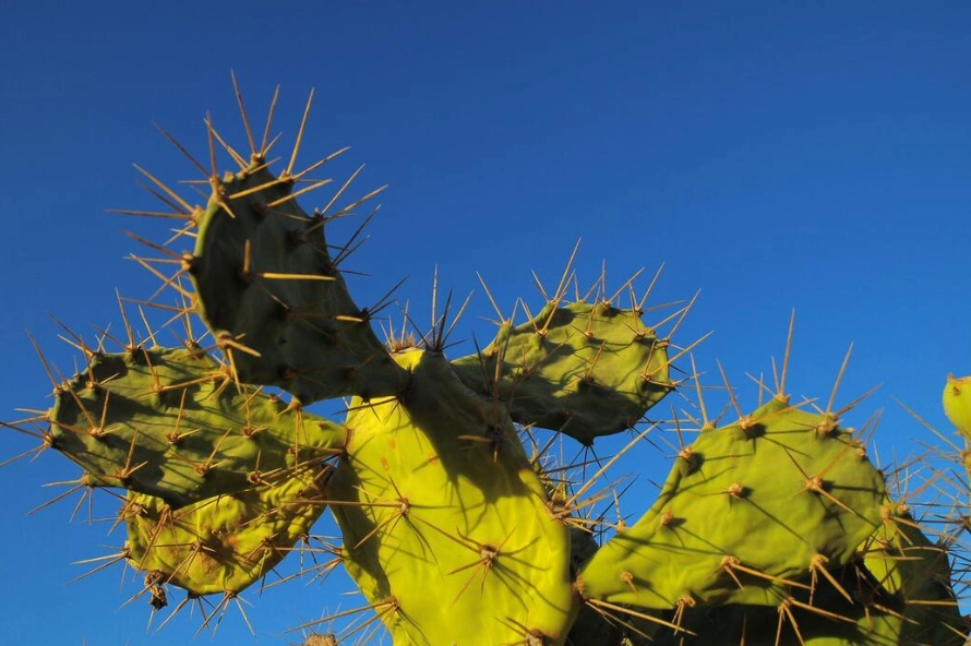 Chihuahuan Desert plants